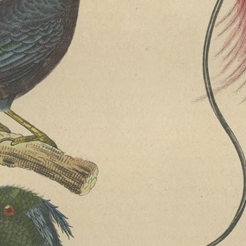 Bird Print with the Bird of Paradise, a Masked Bowerbird & Trompetkparadijskraai, close-up 3