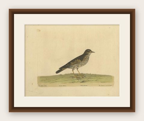 Antique Bird Print of the Small Lark by Albin, c.1738, shown framed