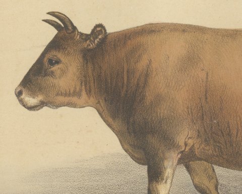 Algerian Cow, North African Cattle Chromolithograph by Olivier de Penne, 1863, close-up 1