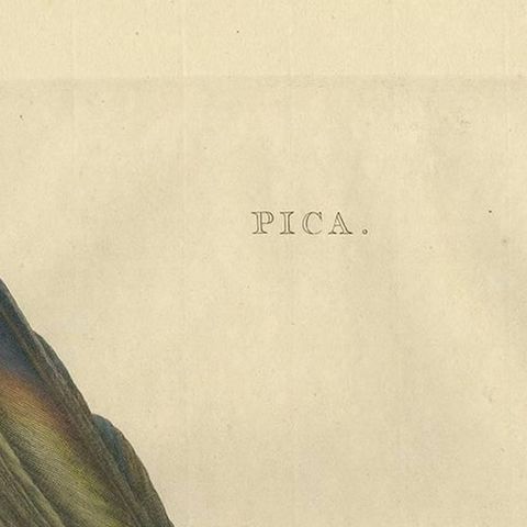 Magpie (Pica), Antique Ornithological Print with Dutch Text, Nozeman, 1770–1829, close-up 1
