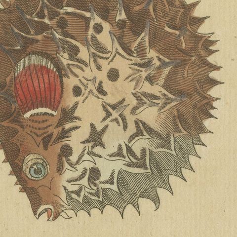 Pufferfish, Porcupinefish and Ocean Sunfish, Antique Bertuch Print, circa 1805, close-up 3