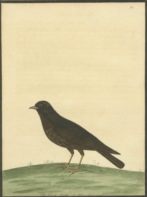 Antique Hand-Colored Engraving of The Black Lark by Eleazar Albin, circa 1730, close-up 2