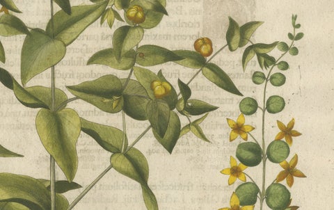 Basilius Besler Spurge, Glasswort & Pennywort Botanical Engraving, 1613, close-up 5