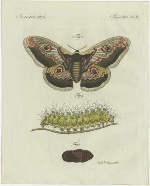 Set of Three Antique Butterfly and Moth Prints by Bertuch, c. 1800, view 3
