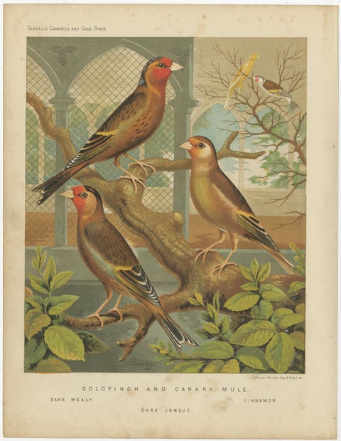 Antique Bird Print of the Goldfinch and Canary Mule Dark Mealy and Others, view 4