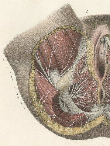 Nerves of the Female Perineum, Antique Hirschfeld Anatomy Print, 1866, view 3