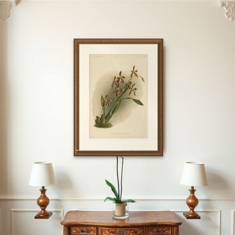 Antique Botanical Print, Exotic Orchid Odontoglossum Wattianum, c.1888, shown framed on a wall