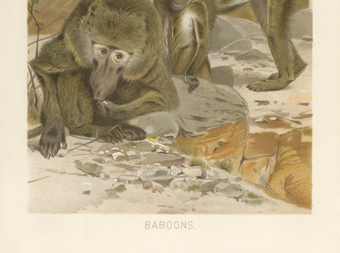 Baboons, Antique Primate Print, British Natural History Illustration 1894, close-up 4