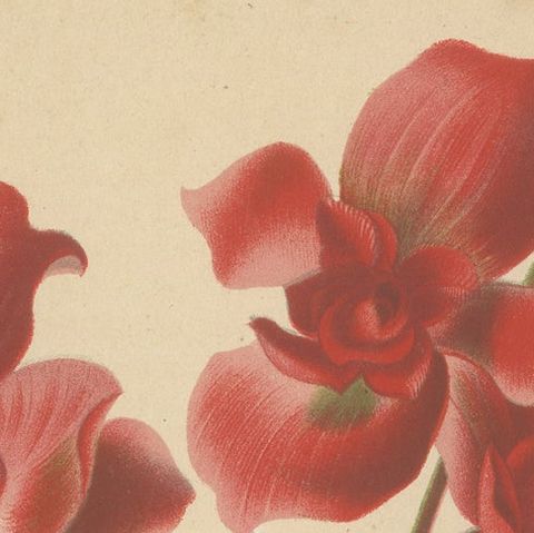 Hybrid Begonia Botanical Illustration by Louis van Houtte, 19th Century, close-up 5