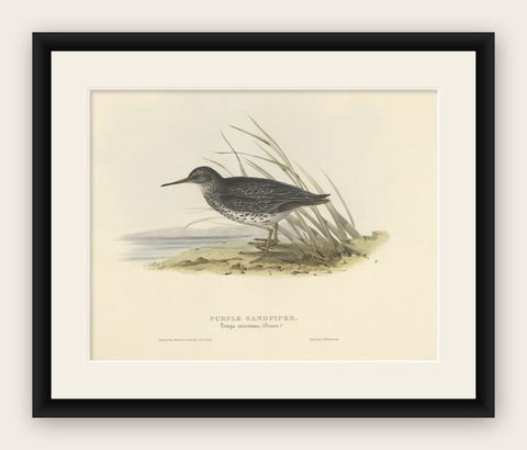 Antique Bird Print of the Purple Sandpiper by Gould, 1832, shown framed