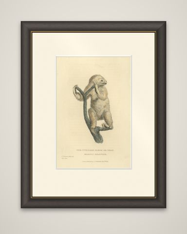 Antique Print with Hand Coloring of a Linnaeus's Two-Toed Sloth, ca.1825, shown framed