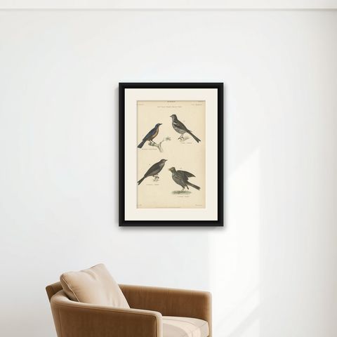 Antique Bird Print of the Skylark and Other Birds, c.1860, shown framed on a wall
