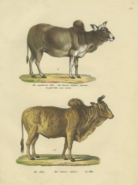 Antique Hand Colored Print of a Zebu and Horned Zebu, view 3