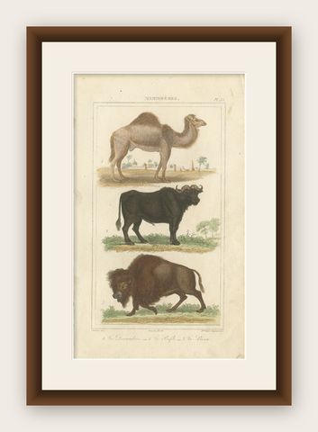 Buffon Dromedary Camel, Buffalo & Bison Hand-Colored Engraving, c.1835, shown framed