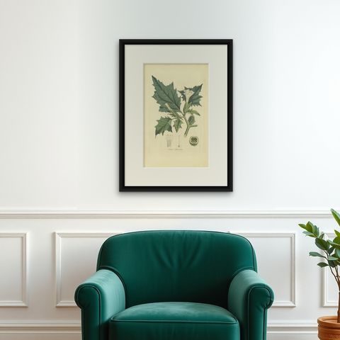 Datura Stramonium, Thorn Apple Botanical Engraving by Curtis c.1817, shown framed on a wall