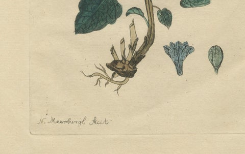 Wings and Wonders of the Garden, Rare Botanical and Butterfly Plates from 1775, close-up 4