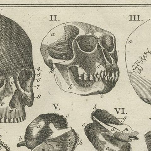 Antique Anatomy Print of the Head, Also Includes the Head of a Monkey, 1798, close-up 2