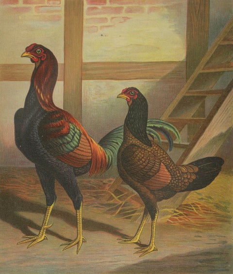 The Striking Malay Chicken - A Rare 19th Century Poultry Lithograph, close-up 4