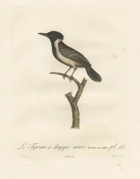 1807 Eastern Kingbird Illustration - 'Le Tyran à huppe noire' Handcolored Print, view 3