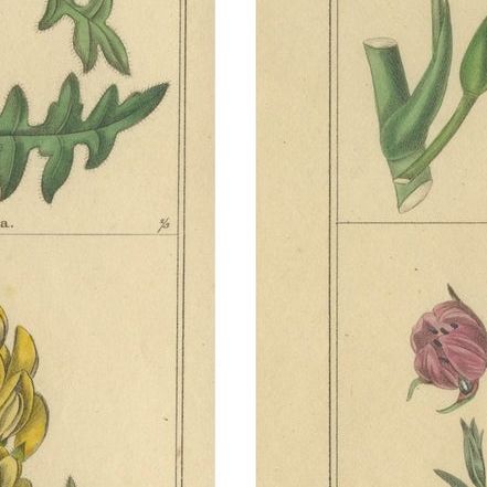 Benjamin Maund Botanical Flower Prints from London c.1836, Pair, close-up 2