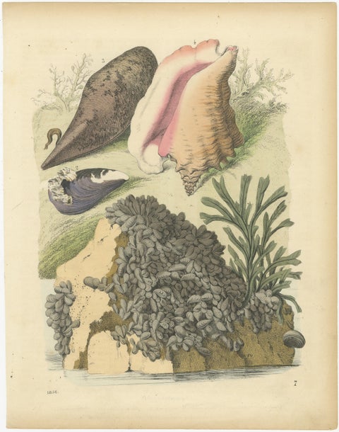 Antique Marine Prints, Lobster, Crabs, Shells, and Mollusks, circa 1850, view 4