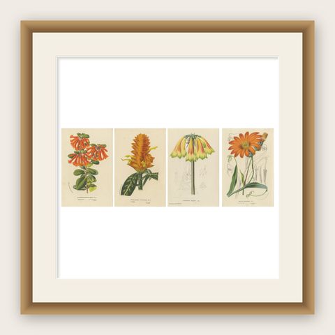 Vibrant Botanical Portraits: Exquisite Plant Illustrations from the 19th Century, shown framed