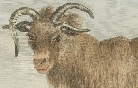 Rare 1769 Iceland Sheep Pair, Hand-Coloured Buffon Engravings Amsterdam, close-up 4