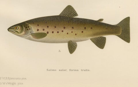 Scandinavian Brown Trout Forms: Exquisite Hand-Colored Lithograph, 1895, close-up 4
