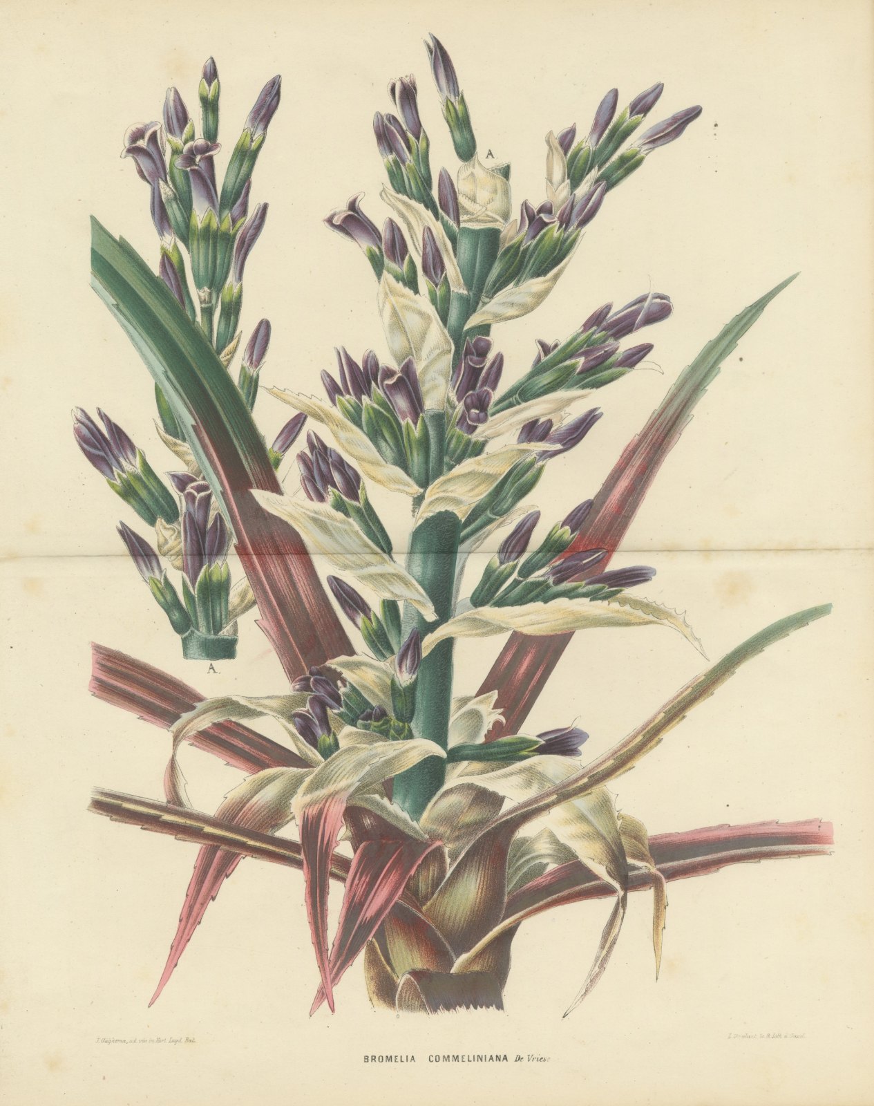 Bromelia Commeliniana, Flowering Bromeliad Chromolithograph, 1859