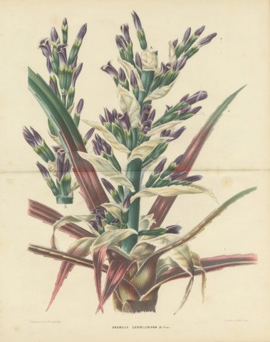 Bromelia Commeliniana, Flowering Bromeliad Chromolithograph, 1859
