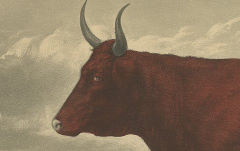 Salers Cow and Calf, Antique Cattle Print after Rosa Bonheur, 1873, view 4
