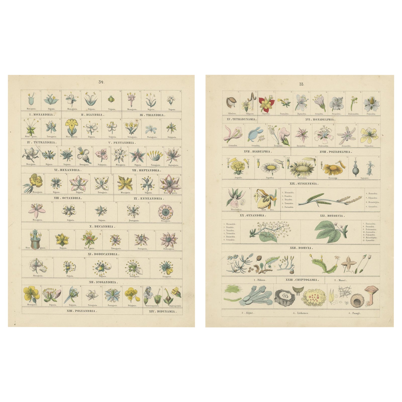 Botanical Classification Prints: Linnaean Flower Classes & Cryptogamia, 1867