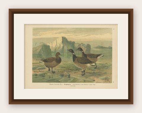 Antique Bird Print of the Brant by Naumann, circa 1895, shown framed