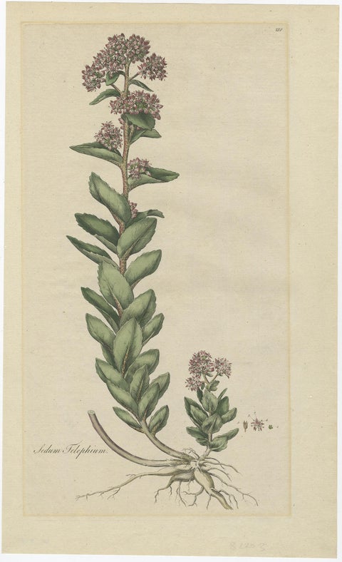 Old Flower Print of the Frog's-Stomach or Harping Johnny, ca.1800, view 2