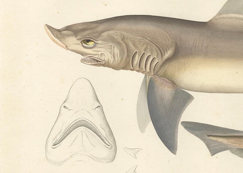 Antique Shark Illustration, Tope Shark from Iceland-Greenland Voyage, 1845, close-up 3