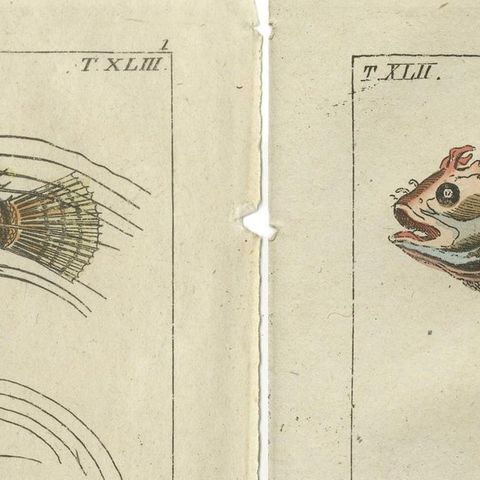 Set of 2 Antique Fish Prints - Lionfish - Ponyfish - Scorpion Fish, close-up 1