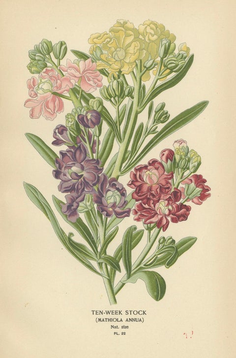 Charming Florals of the Victorian Era: A Collection of Antique Prints, 1896, close-up 2