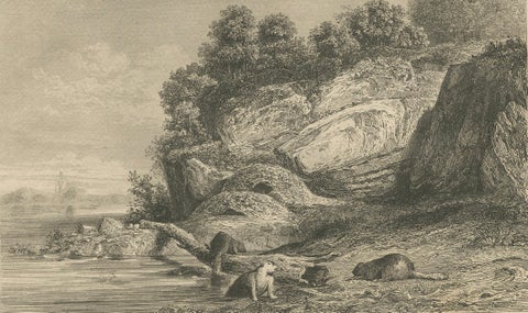 Beaver Dams on a Rocky Shore, 19th Century Canadian Wildlife Engraving, close-up 2