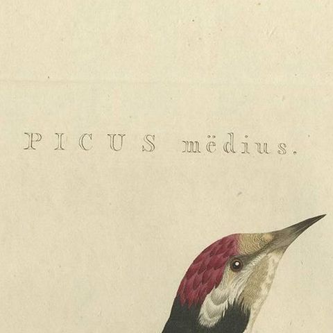 Antique Bird Print of the Lesser Spotted Woodpecker by Sepp & Nozeman, 1809, close-up 1