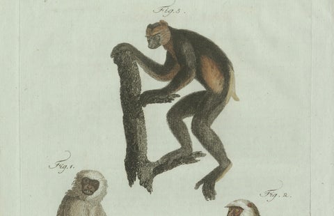 Original Antique Print of Three Monkeys by Bertuch, circa 1805, close-up 3