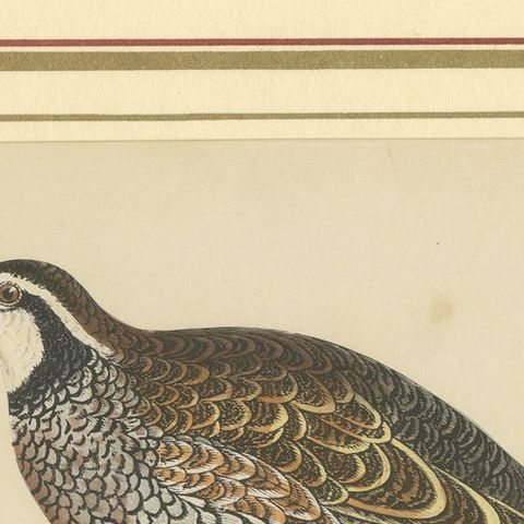 Antique Bird Print of a Virginian Partridge, close-up 1