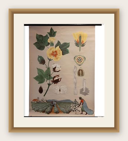 Vintage Botany Wall Chart of a Cotton Plant and Cotton Cultivation, circa 1960, shown framed