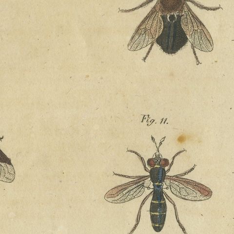 Eleven Flies and Hover Flies, Antique Bertuch Print, circa 1815, close-up 4