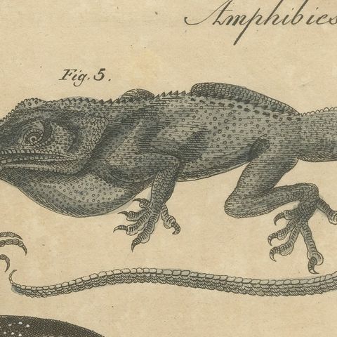 Five Exotic Lizards, Antique Bertuch Print, Vienna, circa 1820, close-up 5