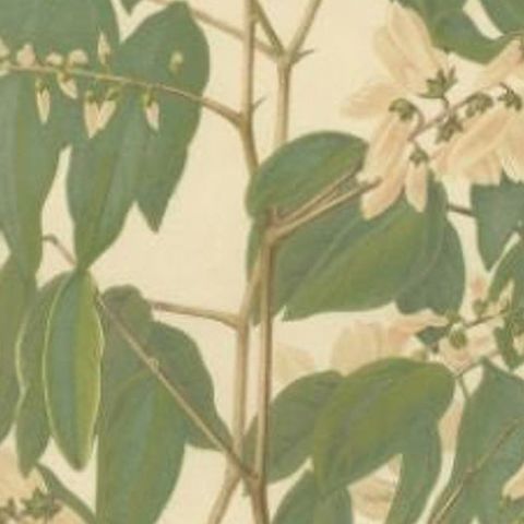 Original Antique Flower Print of the Indigofera Decora, 1879, close-up 2