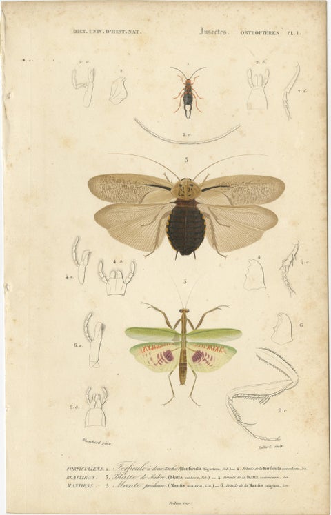 Antique Orthoptères Pair, Grasshoppers, Mantids & Earwigs, French c.1800, view 3