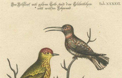 Red-Headed Yellow-Bodied Bird and White-Tailed Hummingbird: Hand-Coloured, 1773, close-up 1
