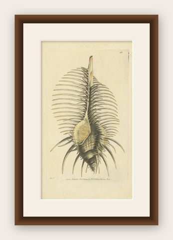 Antique Print of a Thorny Shell by Nodder, 1800, shown framed