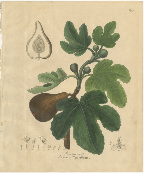 Antique Fig Botanical Print, Ficus Carica, Hand Colored, c.1831, view 2