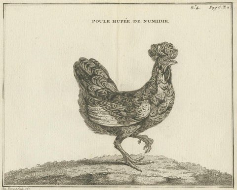 Antique Bird Print of a Numidia Hen by Fessard, 1819, view 4